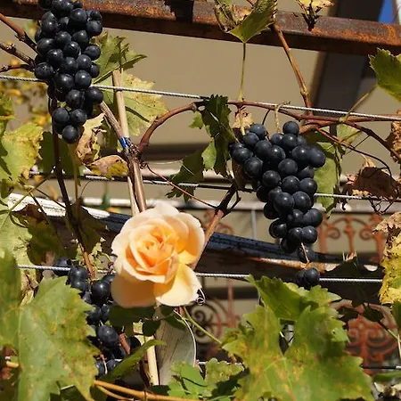 Otel Zum Adler - Wahlwies-3 Km Z Bodensee Geoeffnet - Rest-mo-di-geschl 3*